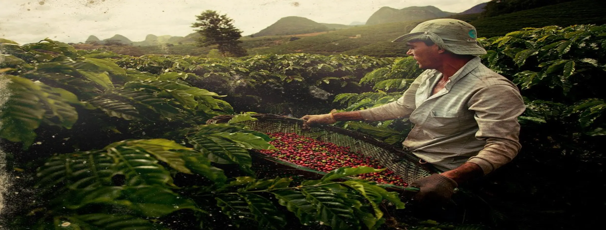 Image for Coffee Plantation